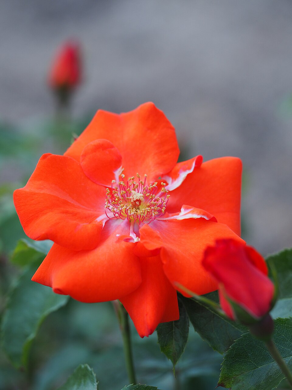 Orange Bunny
