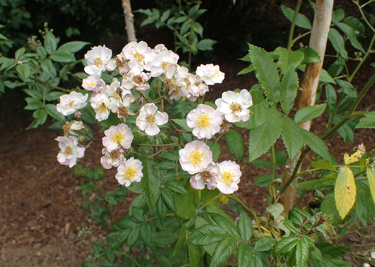 Euphrosyne