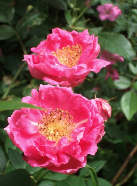 Rosenwunder