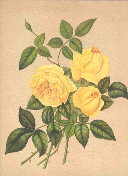 Madame Eugène Verdier