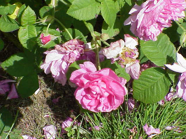 Agatha