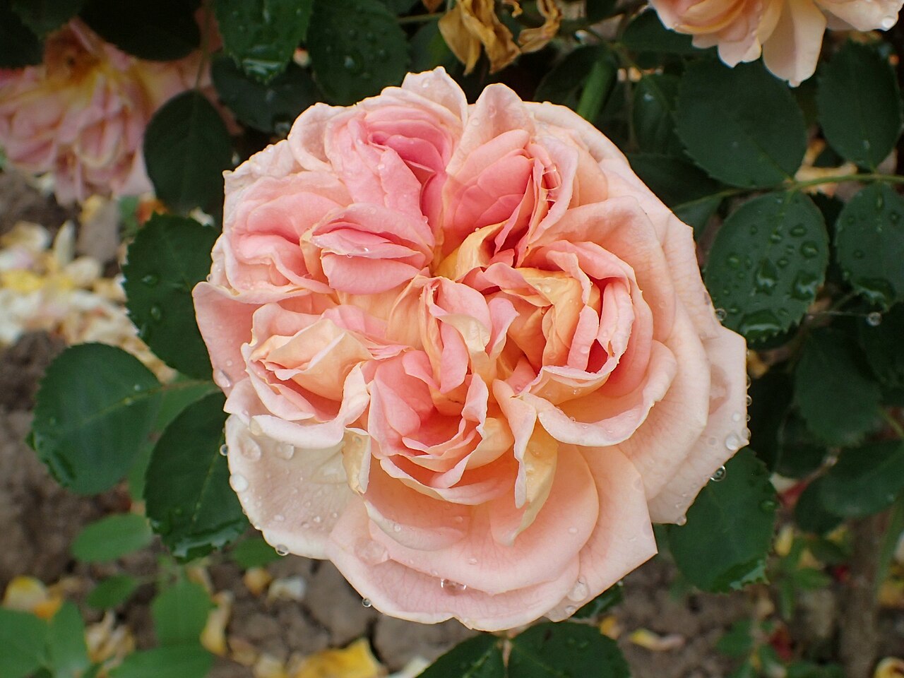 Soleil d'Or