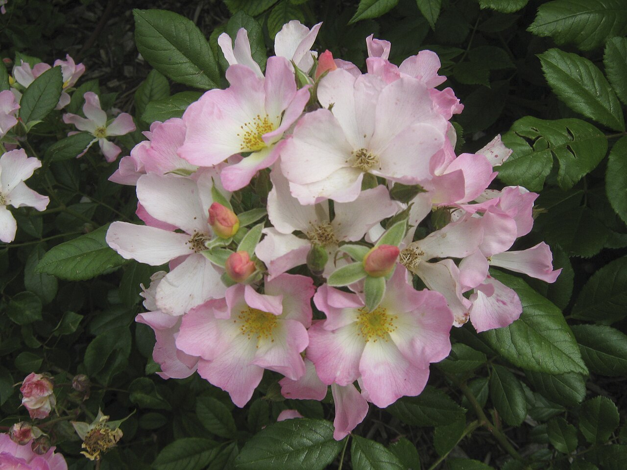 Carabella