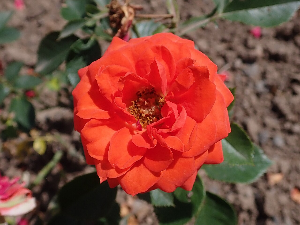 Orange Juwel