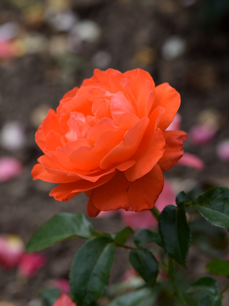 For You With Love