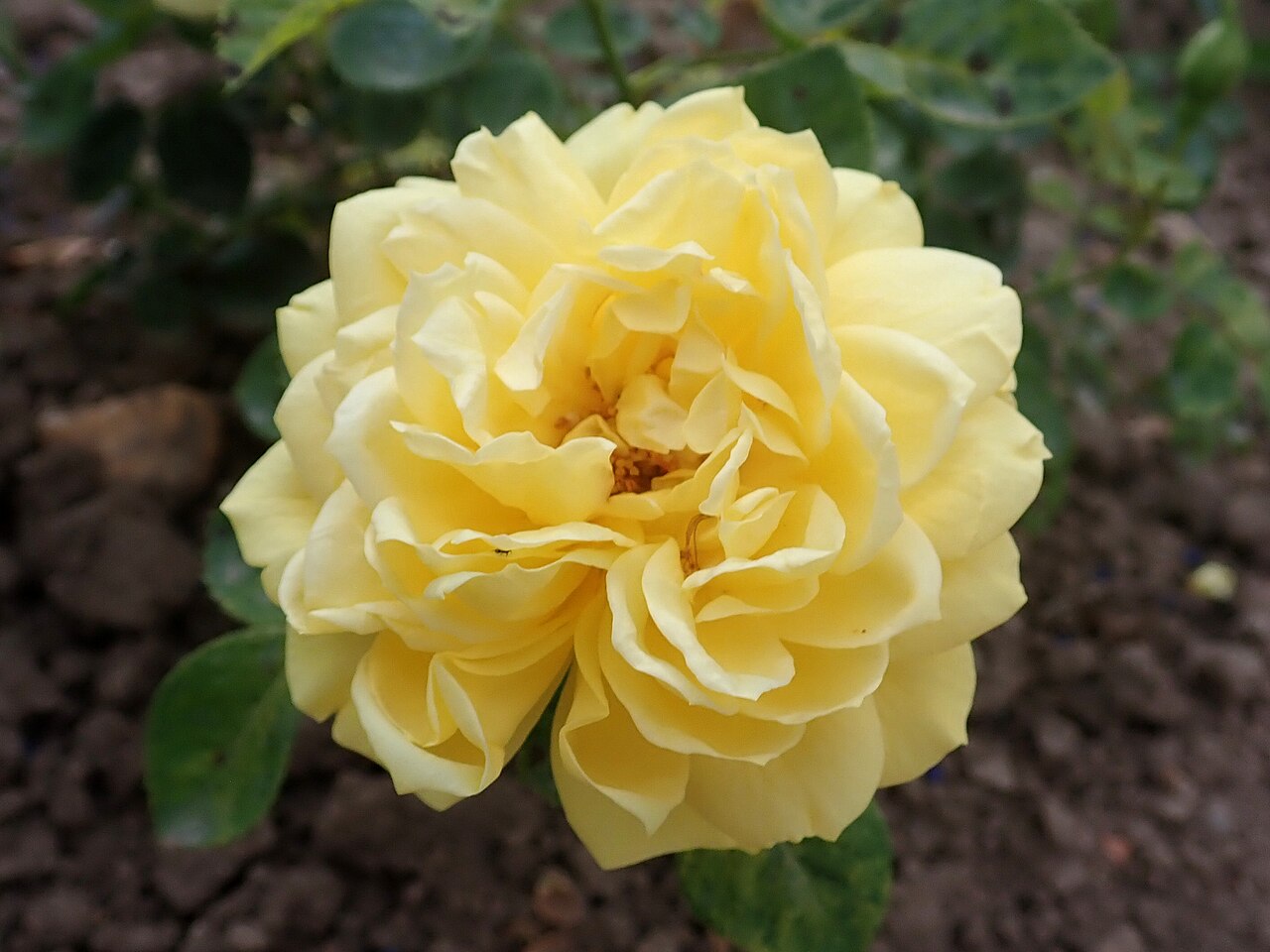 Gardener's Sunday