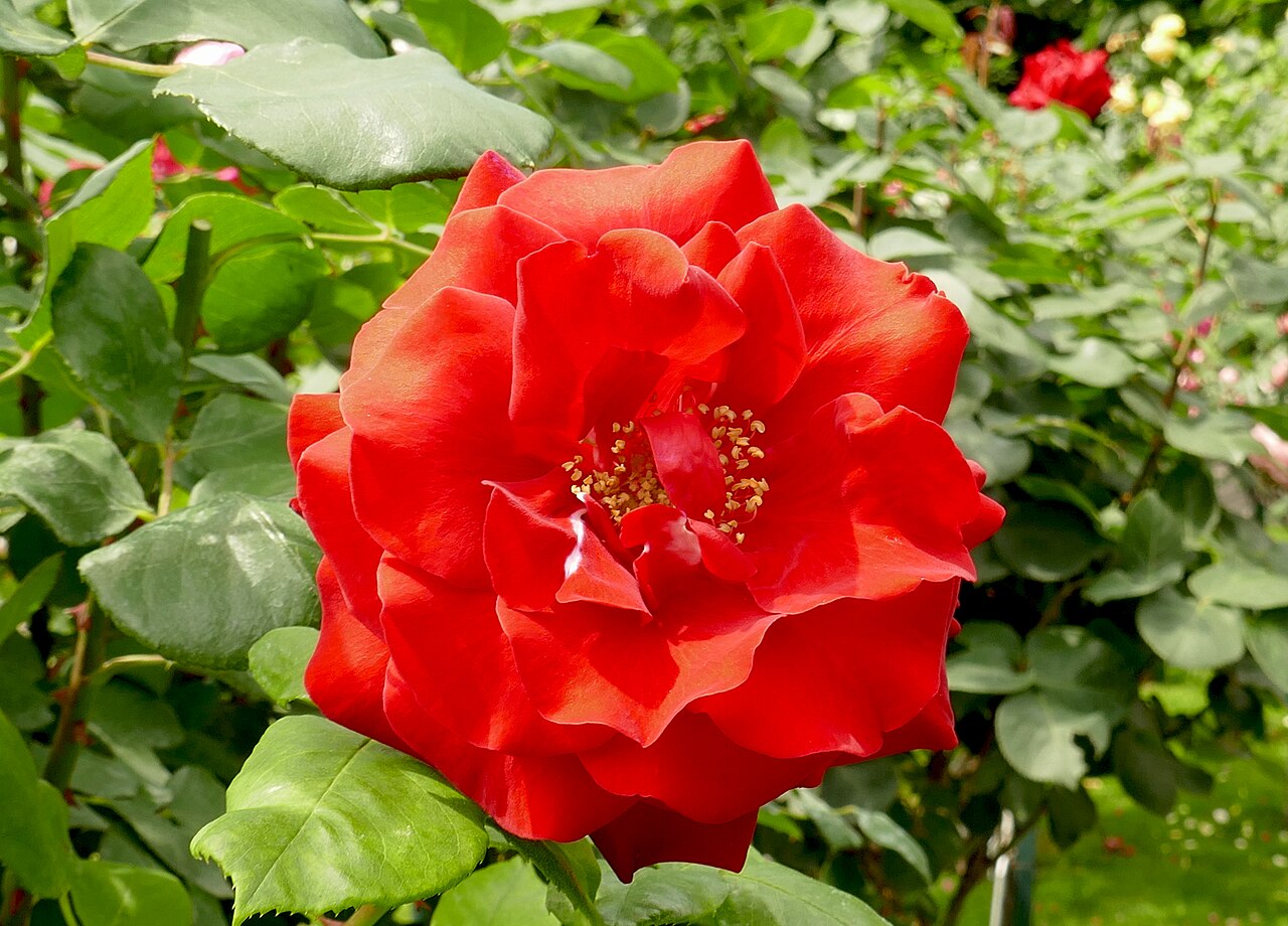 Château La Rose Perganson