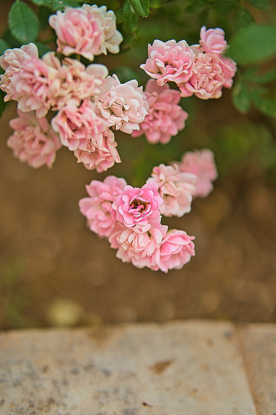 Rosea