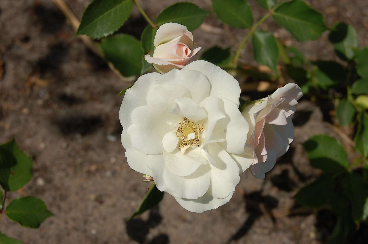 Pearl Sevillana