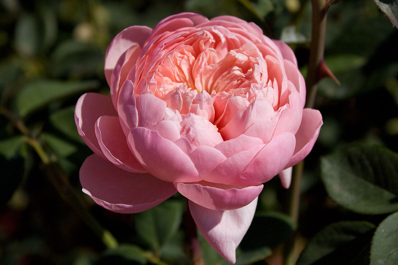 Peony Pink