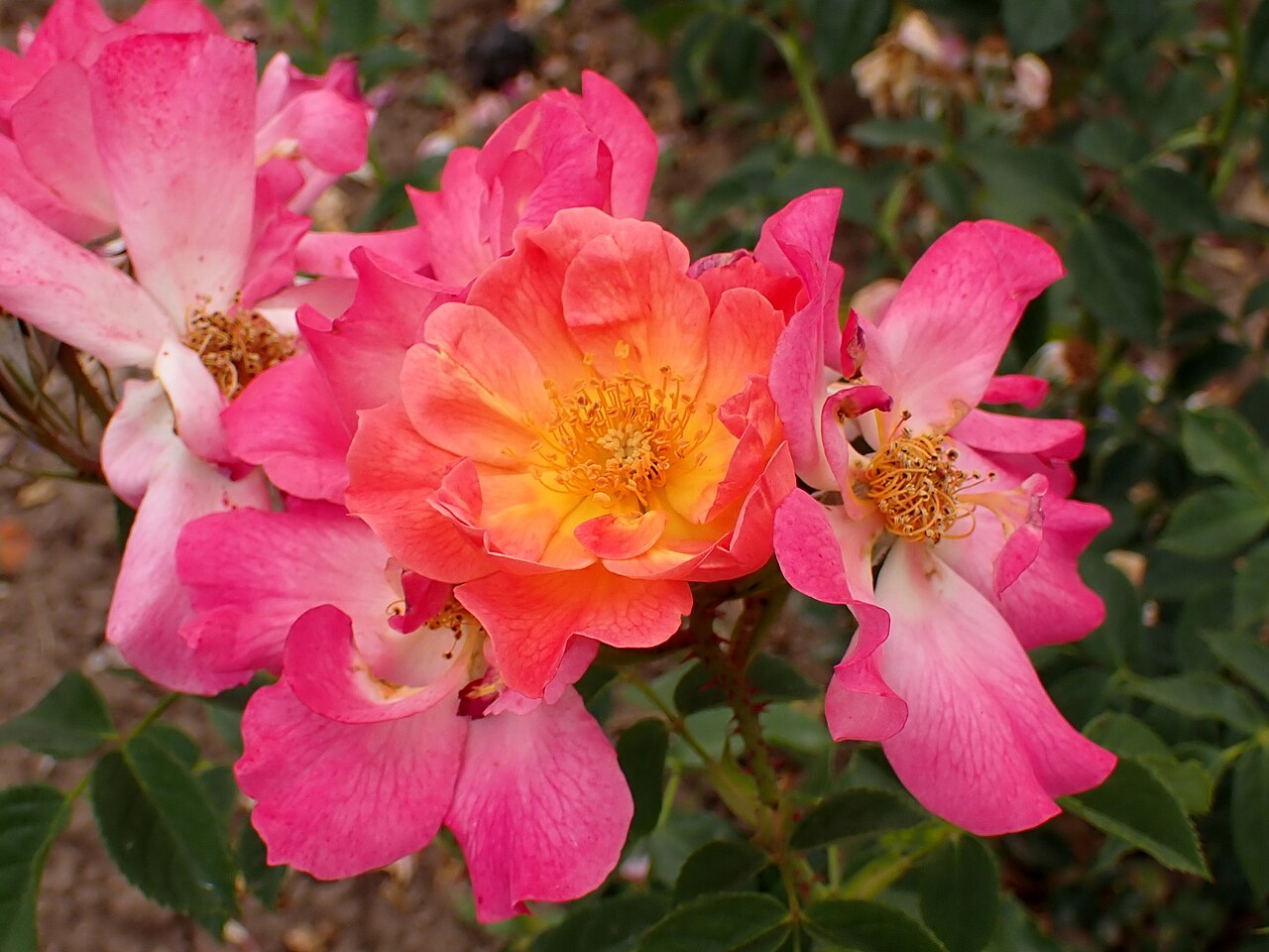 Morningrose