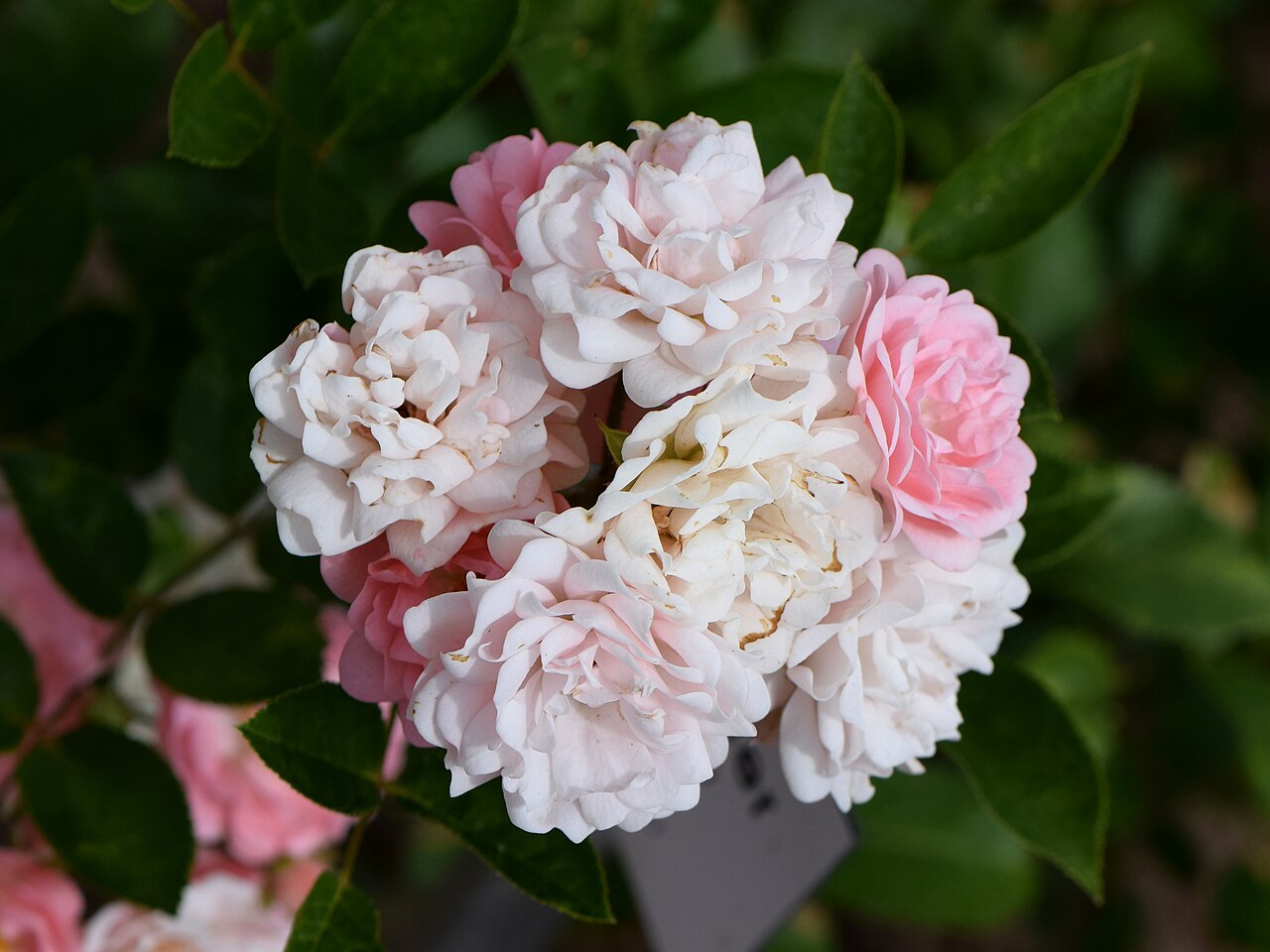 Coral Cluster