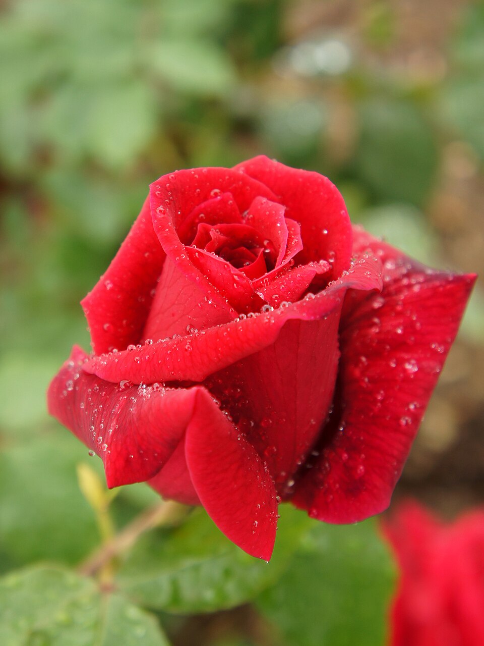 Carmen