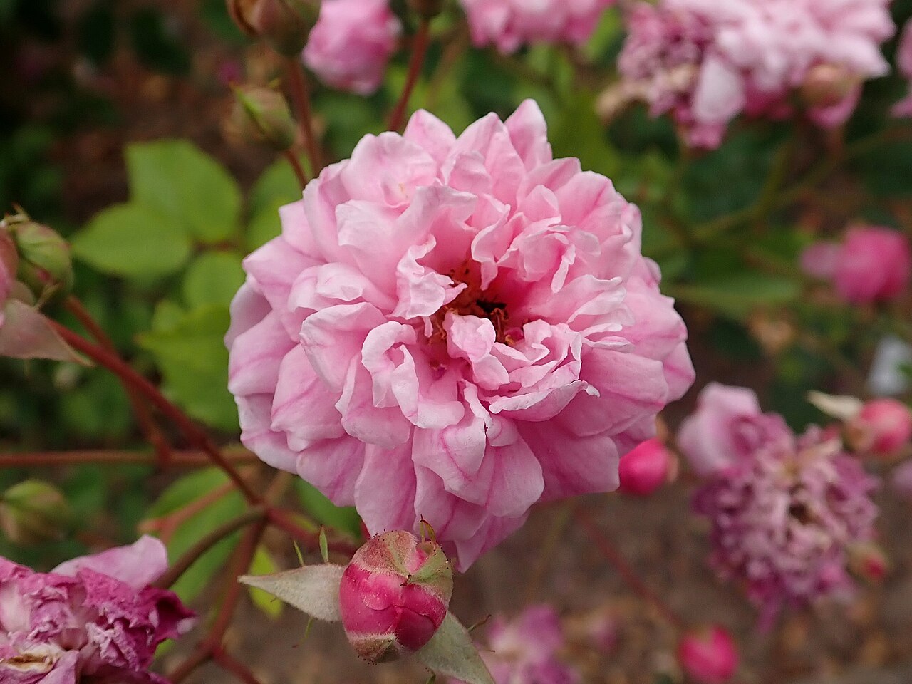 Bougainville