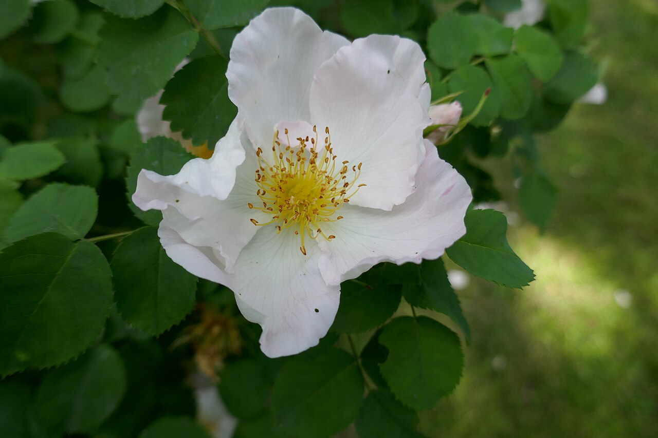 Wildenfels Rosa