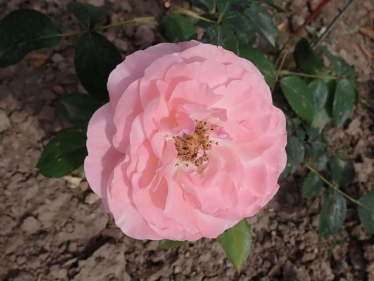 Silver Pink