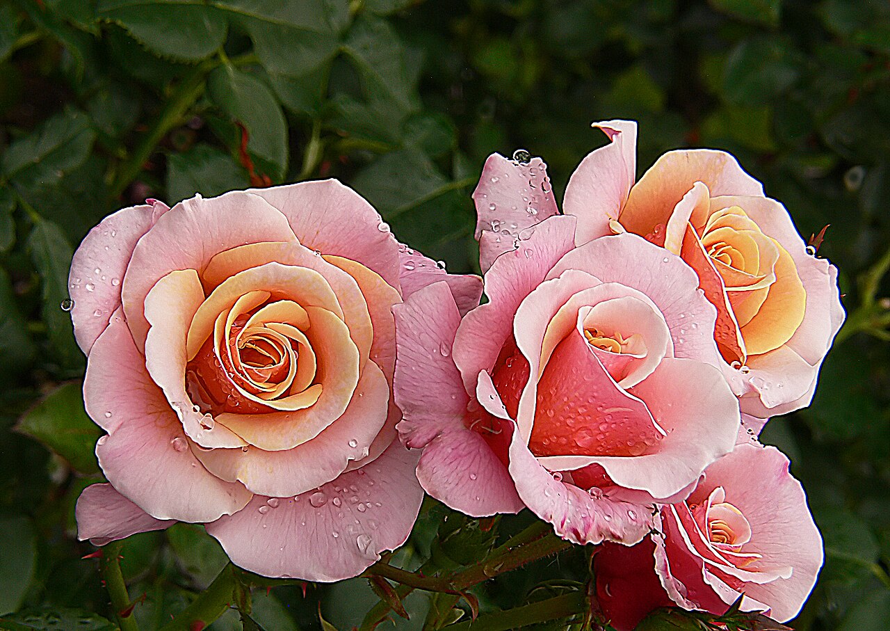 Softly Softly