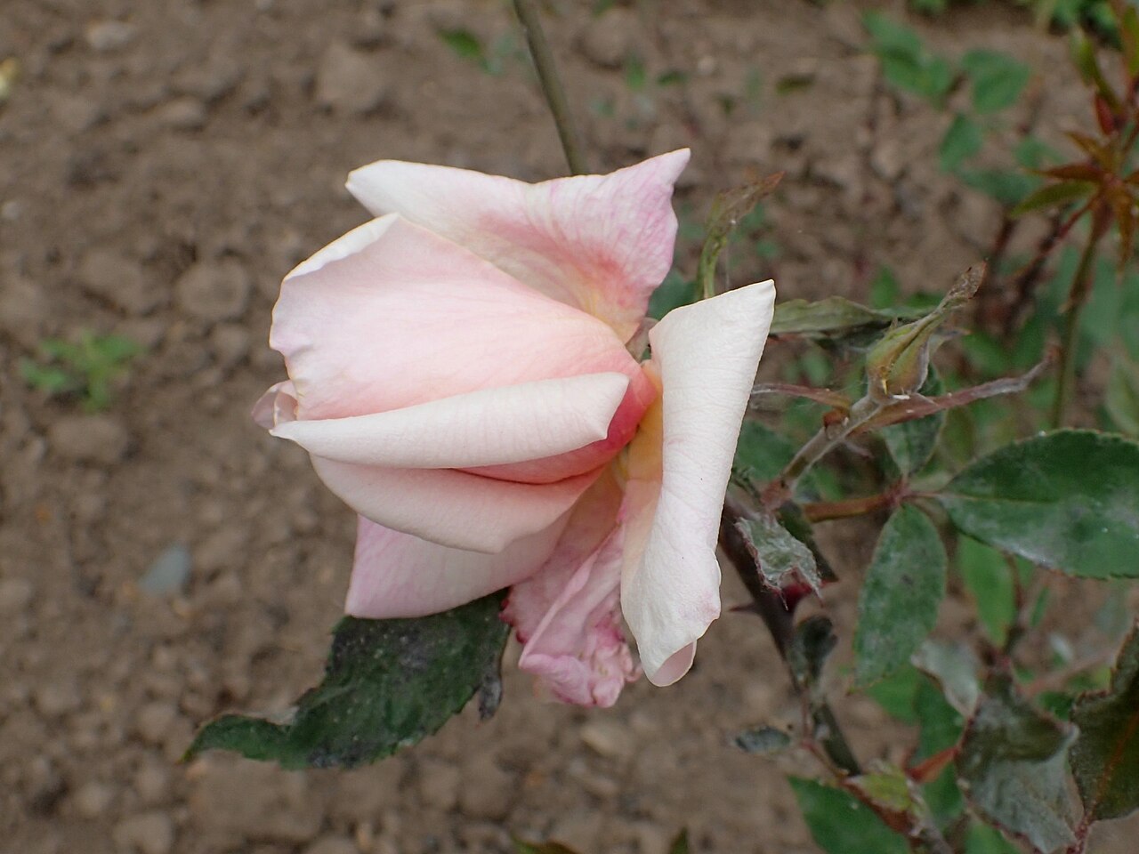 Madame Albert Bernardin