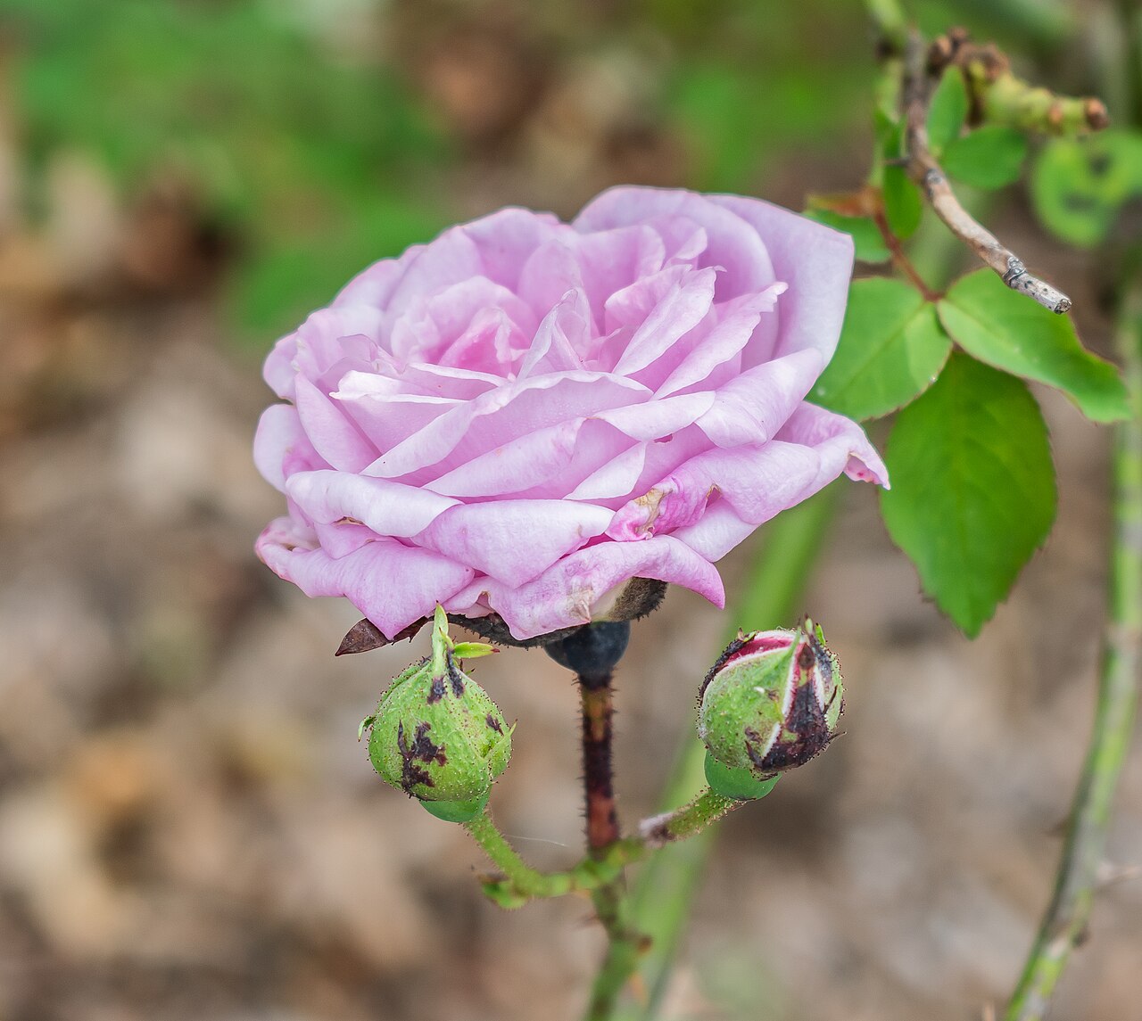 Bébé Fleuri