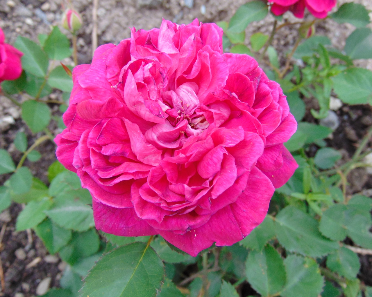 Bourbon Beauharnais