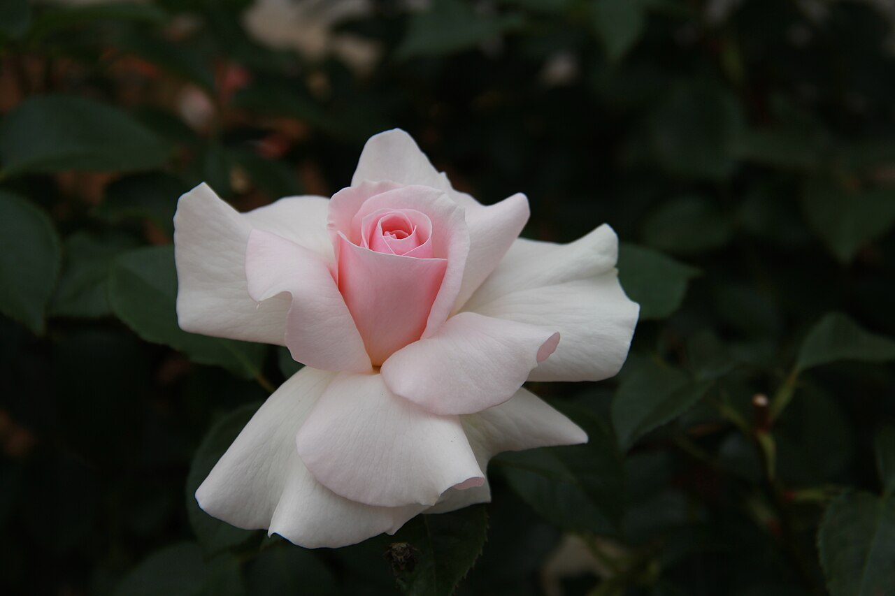 A Whiter Shade of Pale