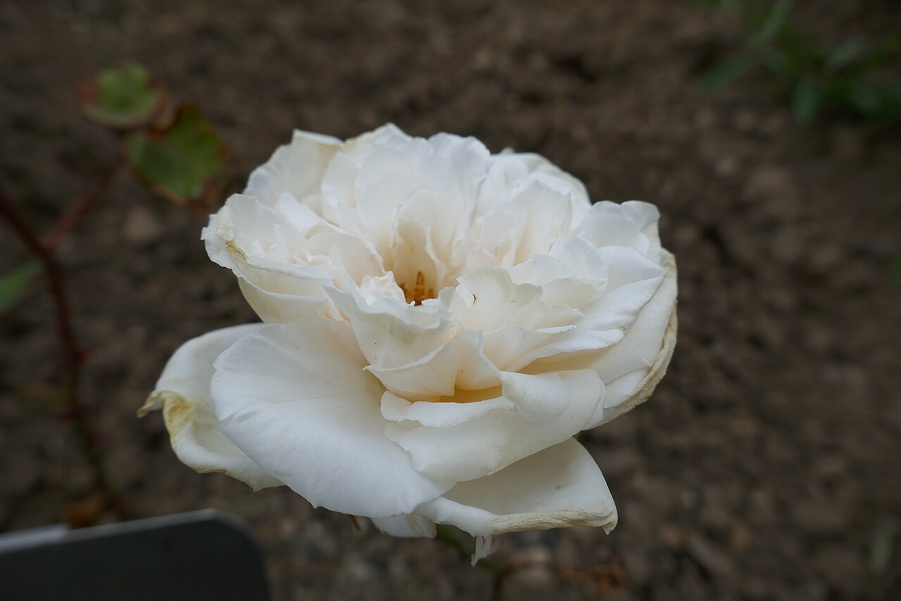 Pierre Wattinne