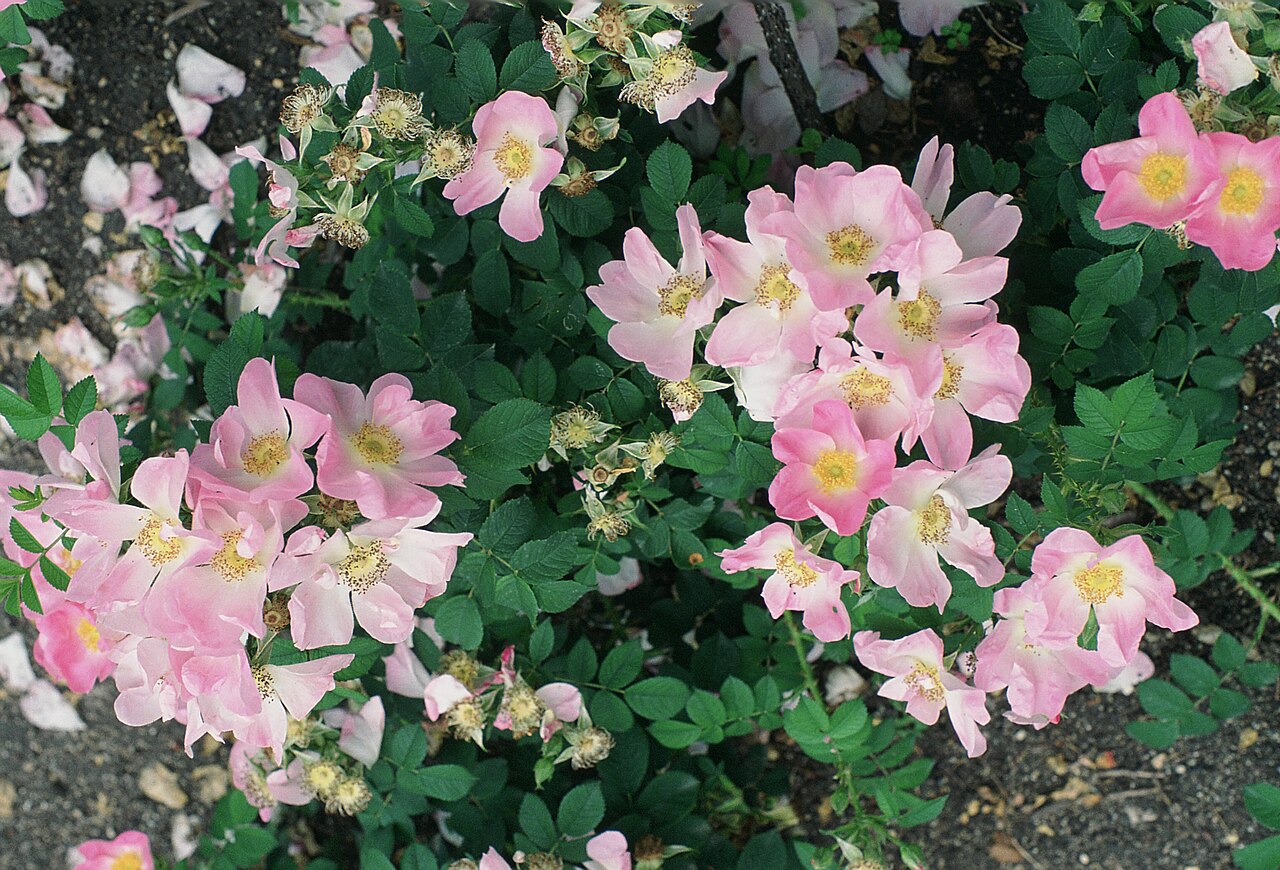 Paulii rosea