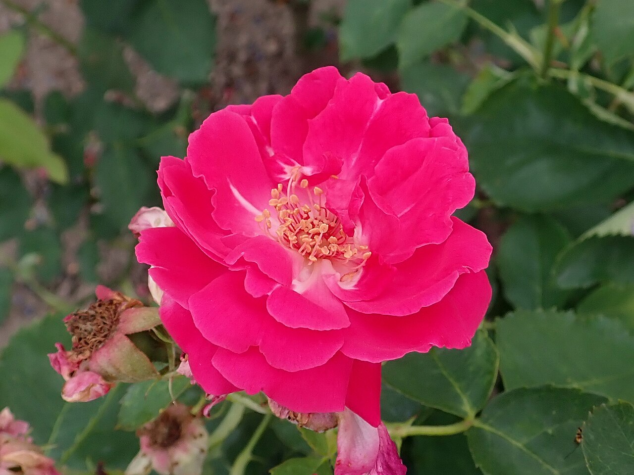 Gloire de Rosomène