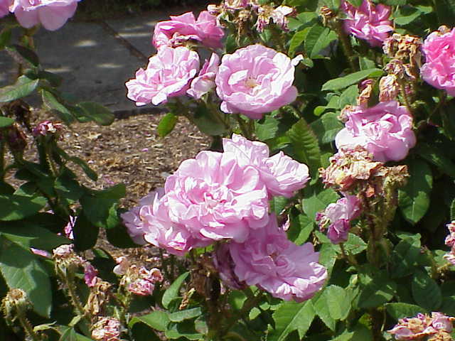 Duchesse de Verneuil