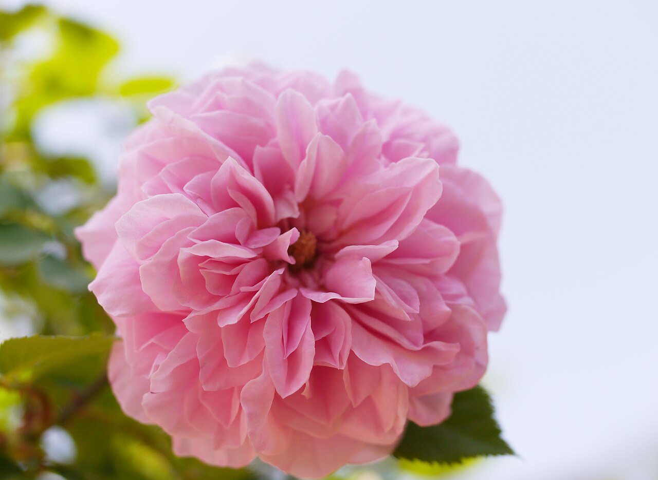 Souvenir de Madame Auguste Charles