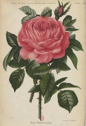 Mademoiselle Thérèse Levet
