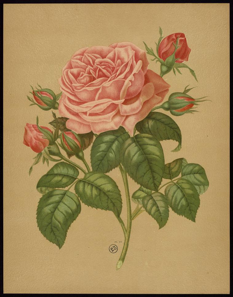 Madame Gabriel Luizet