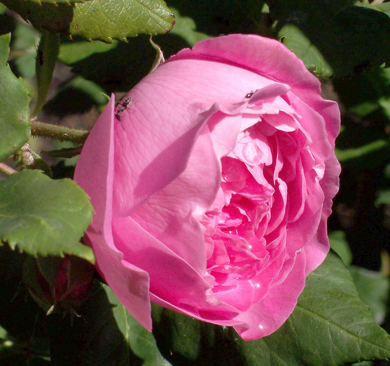 Madame Pierre Oger
