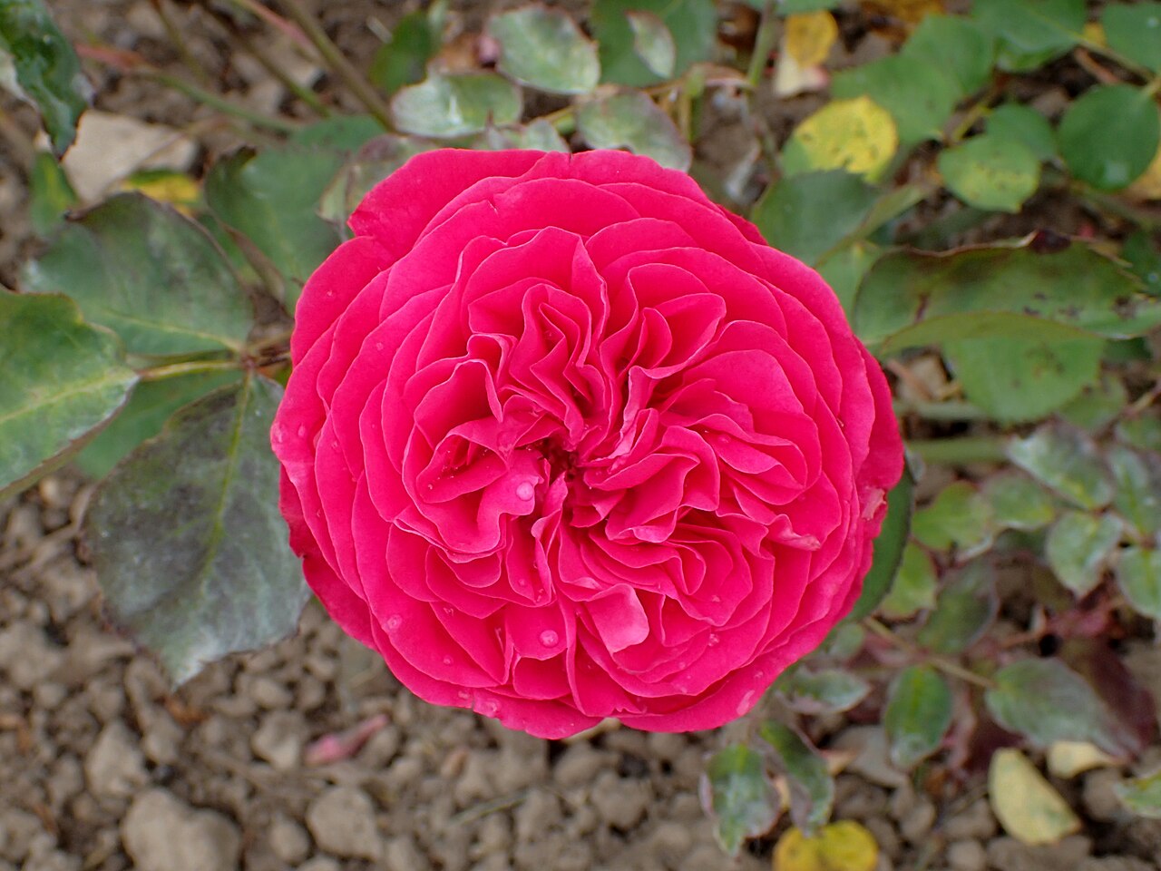 Rosemary Rose