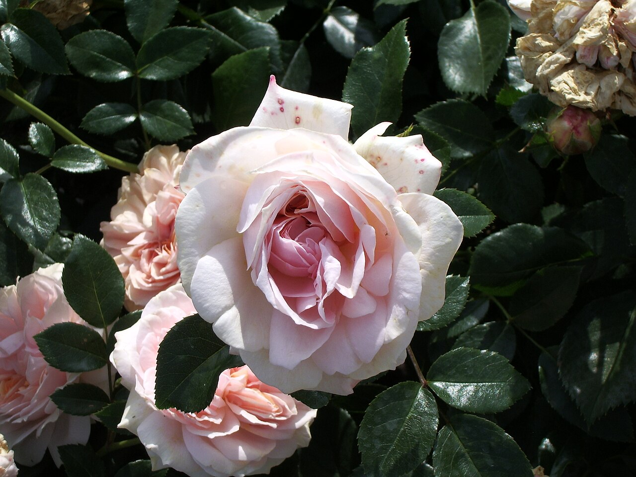 Cream Flower Circus