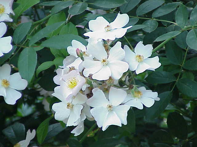 Francis E. Lester rose