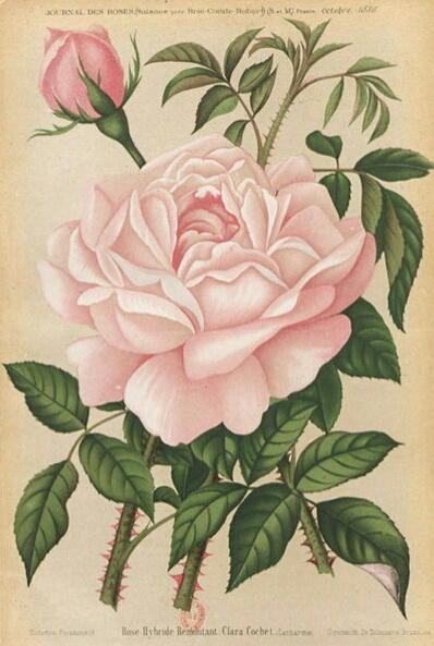 Clara Cochet