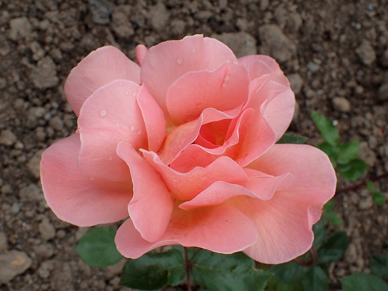 Simerose