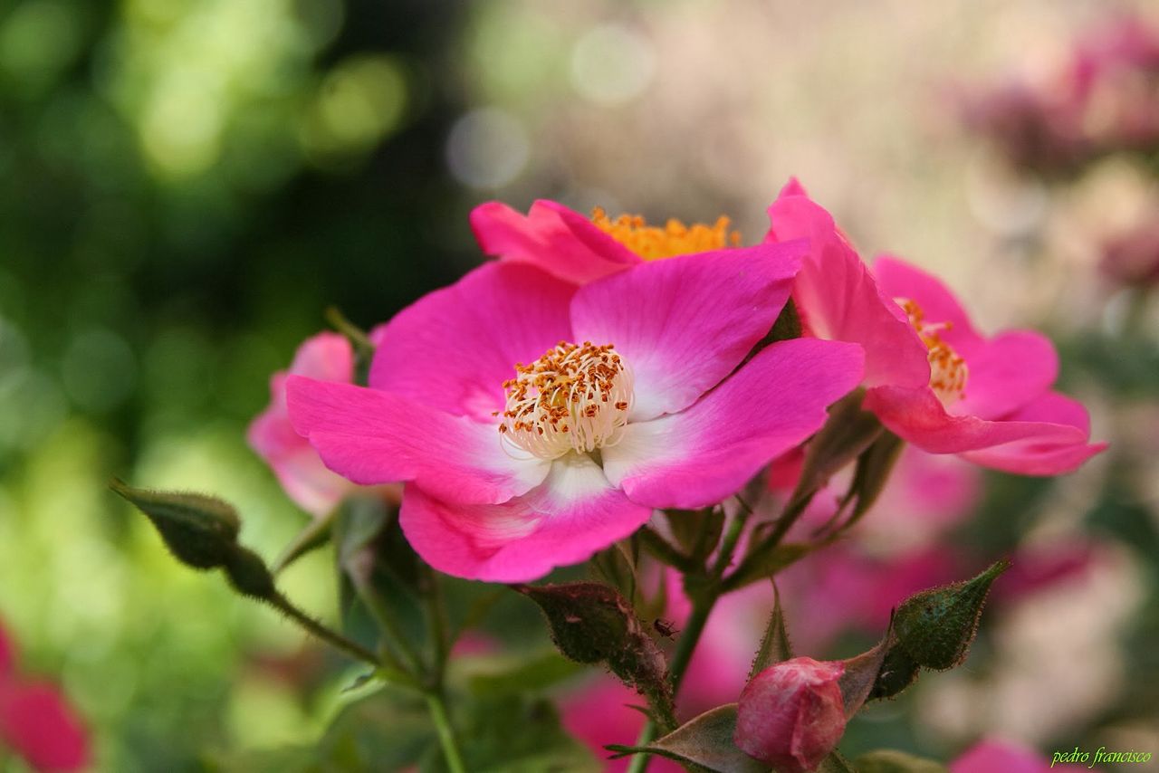 American Pillar rose