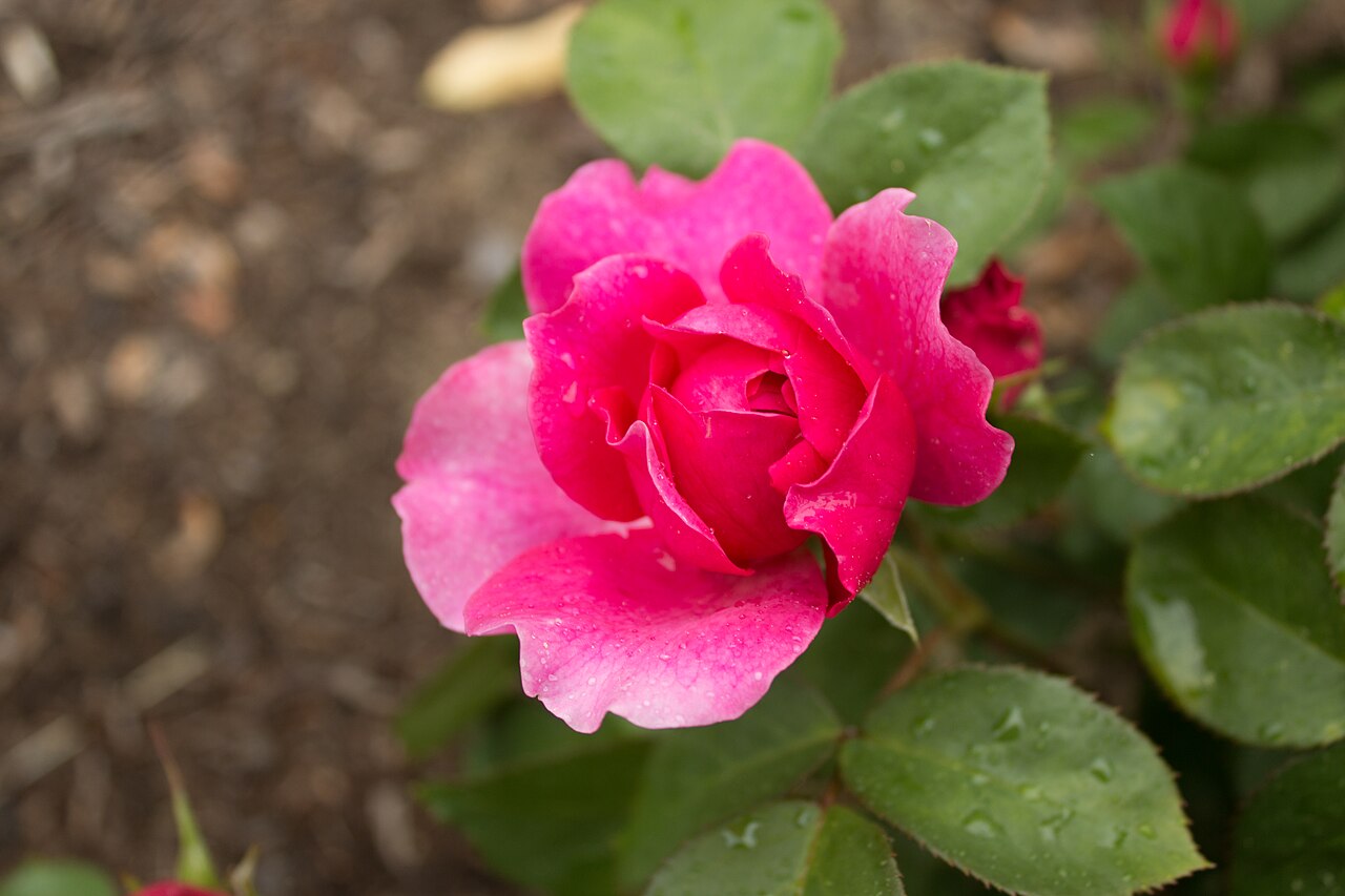 Sophy's Rose