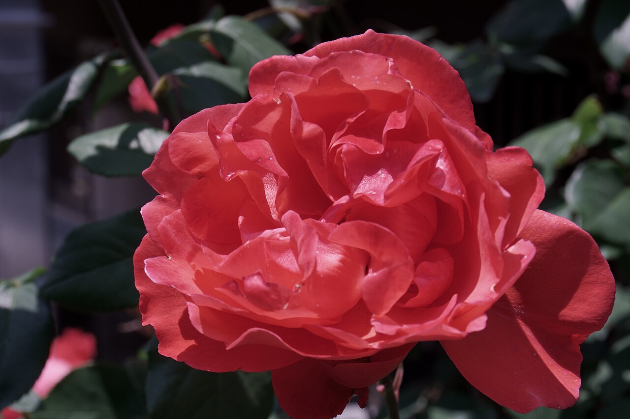 Scarlet Queen Elizabeth