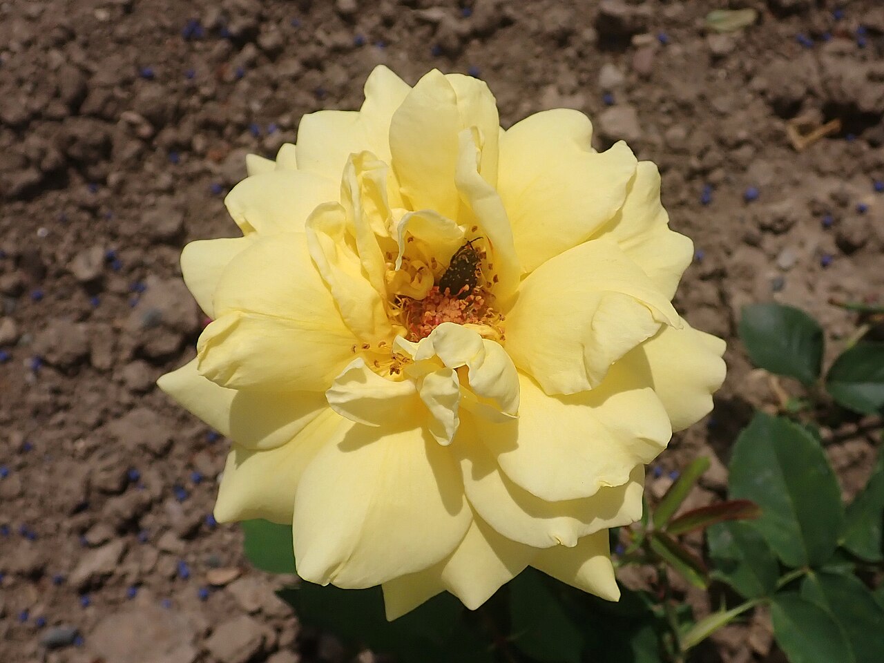 Nankin