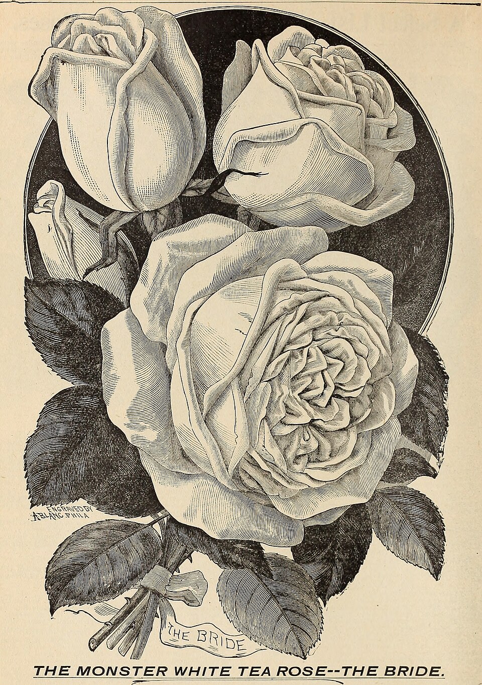 Catherine Mermet blanche