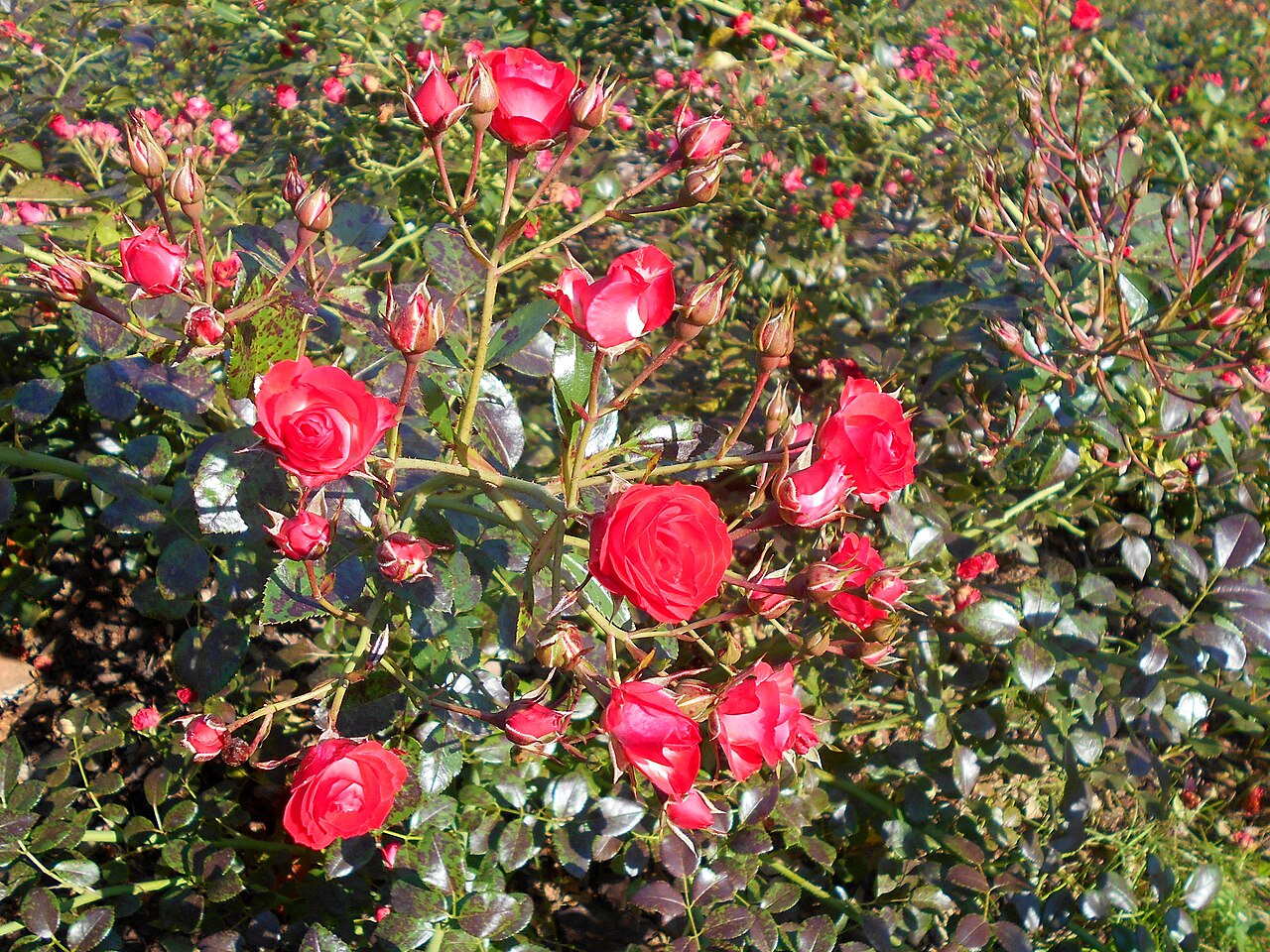 Scarlet Meidiland