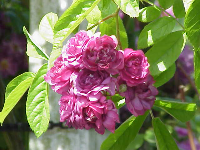 Amethyste rose