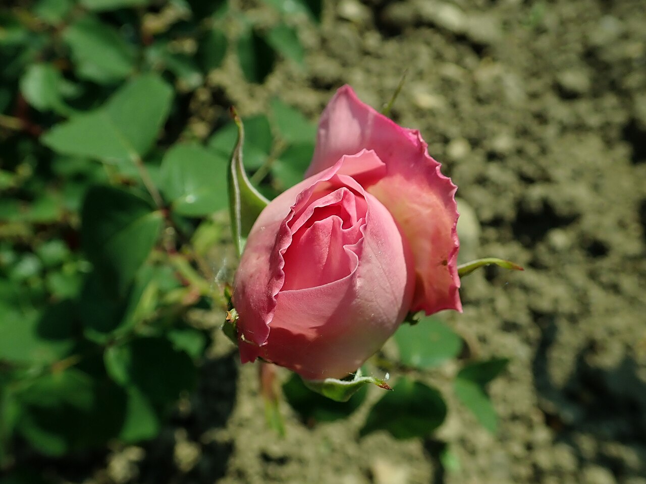 Dames de Chenonceau