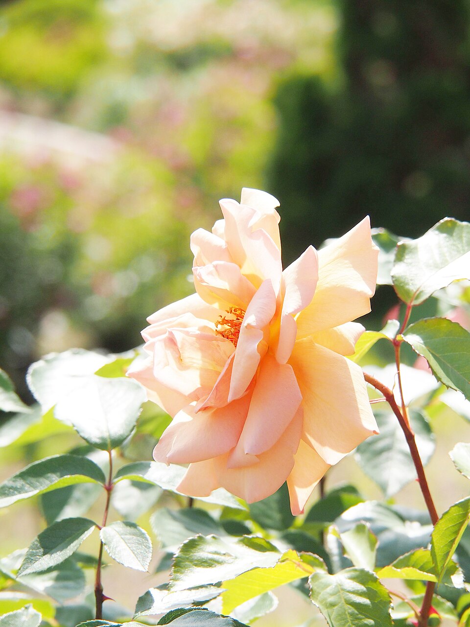 Apricot Silk