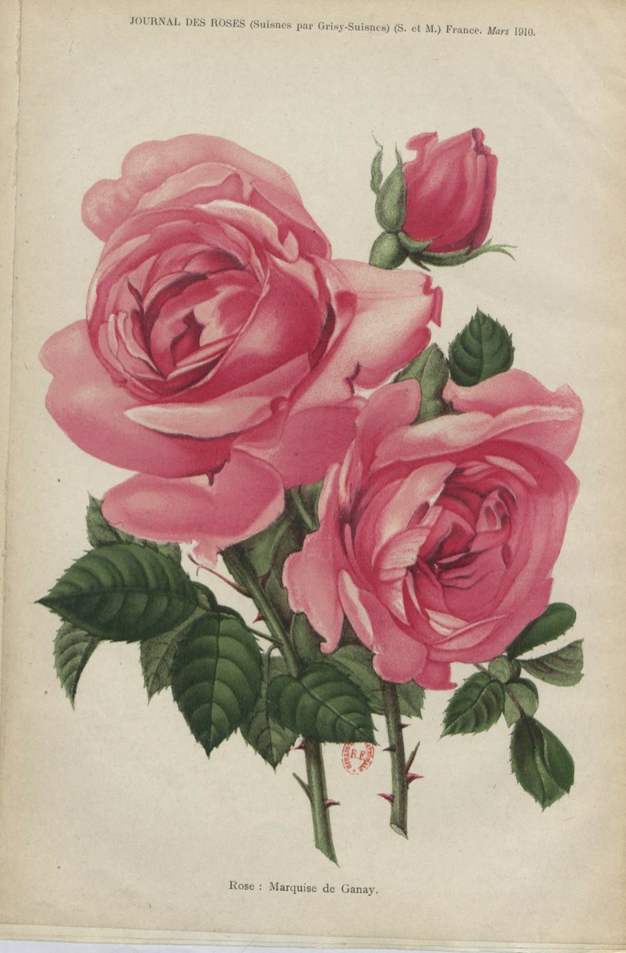 Marquise de Ganay