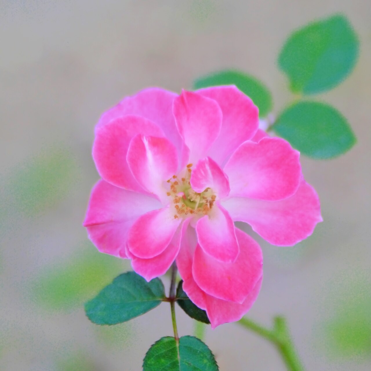 Fresh Pink