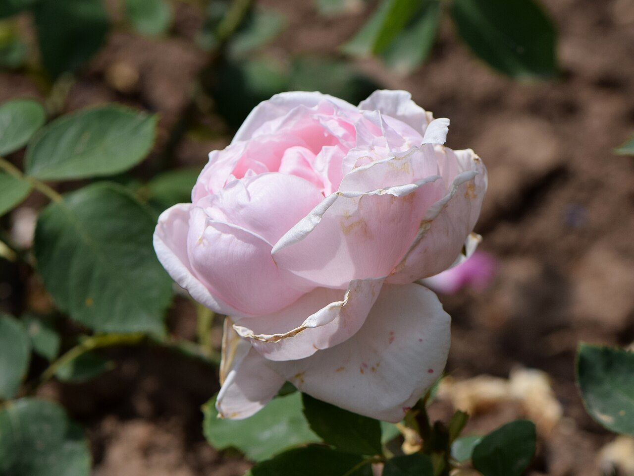 Lady Overtoun